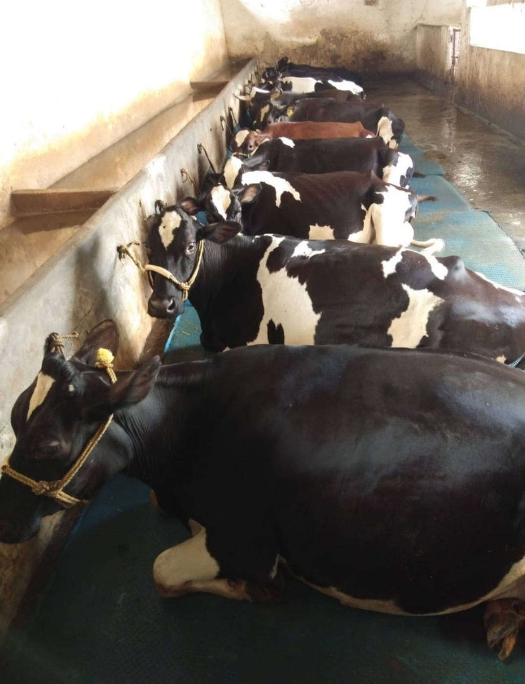 MFD नियंत्रण हेतु पशु आवागमन एवं क्रय विक्रय पर दुग्ध व्यापारी संघ ने कलेक्टर को सौंपा ज्ञापन