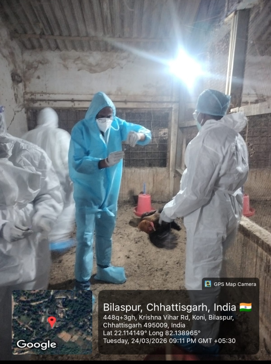 बर्ड फ्लू नियंत्रण में प्रशासन सक्रिय : 22 हजार से अधिक पक्षियों का नष्टीकरण